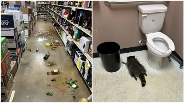 美国浣熊凌晨闯酒铺 喝到“断片”醉倒在厕所