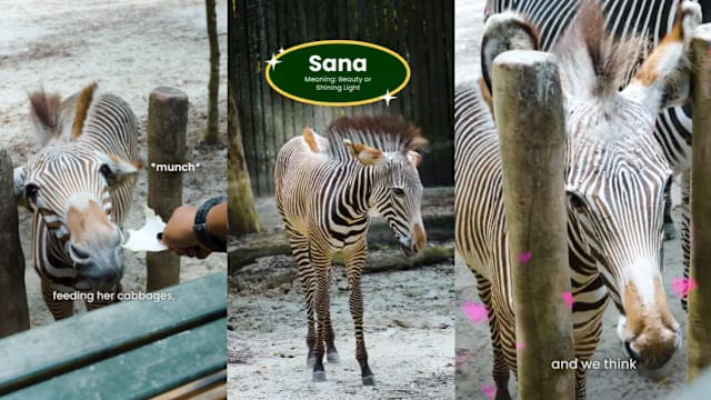 新加坡动物园官宣 新生斑马宝宝名为Sana