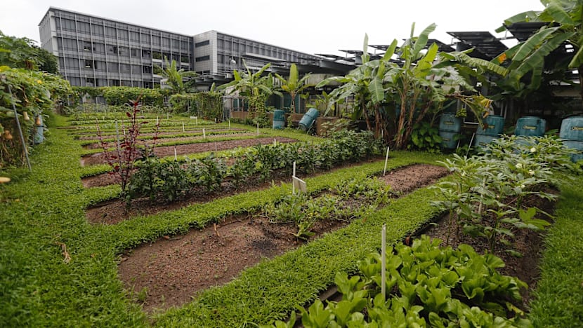 Nature Society (Singapore) president wins top environmental accolade