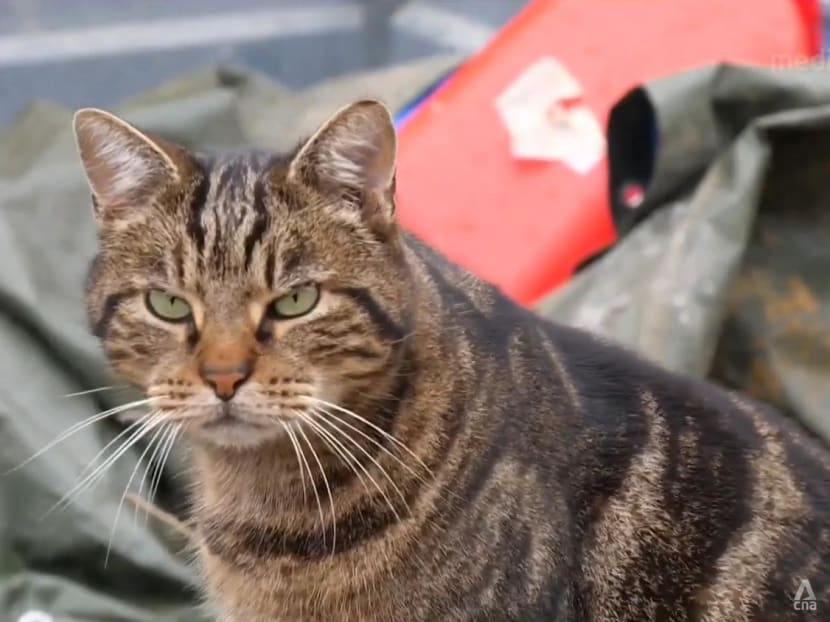 Abandoned animals in need of shelter, more people seeking support amid economic gloom in France Abandoned animals in need of shelter, more people seeking support amid economic gloom in France