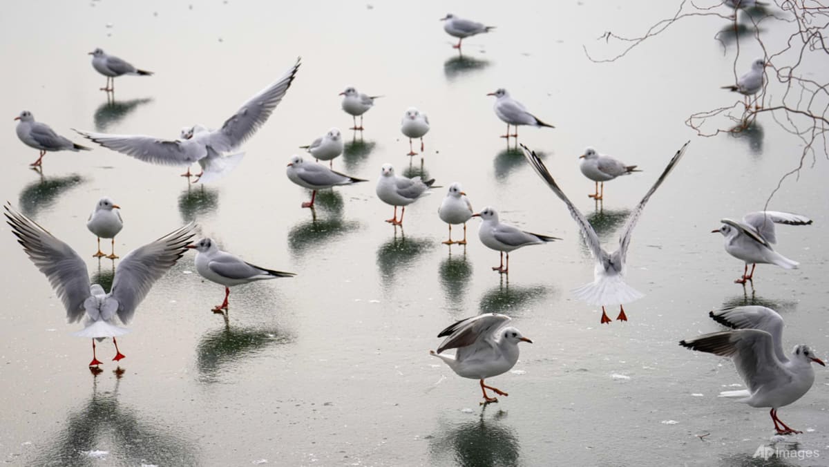 Noisy Humans Harm Birds & Breeding Success – Study Reveals