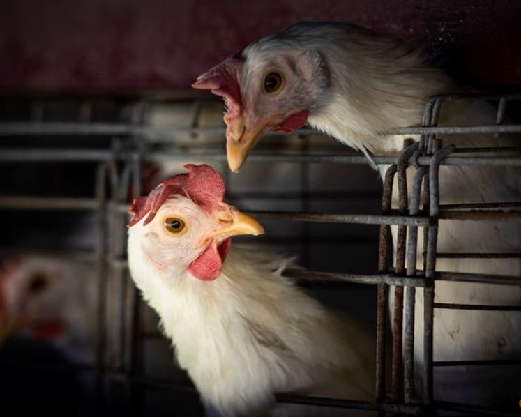 Commentary: Bird flu outbreak underscores need for early detection to prevent the next big pandemic