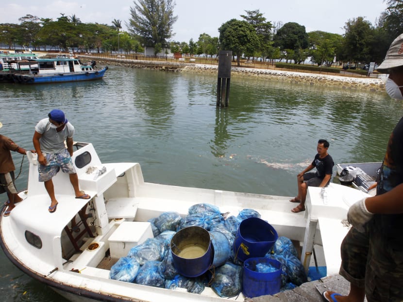 Farmers losing S$15,000 to S$300,000 as mass fish deaths look set to continue
