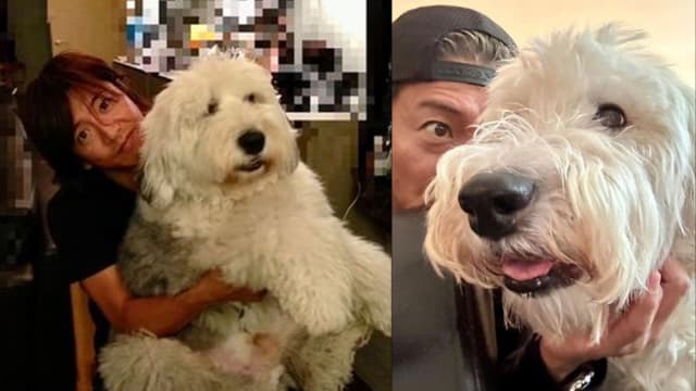 15岁爱犬“光爷”离世　木村拓哉晒合照悼念