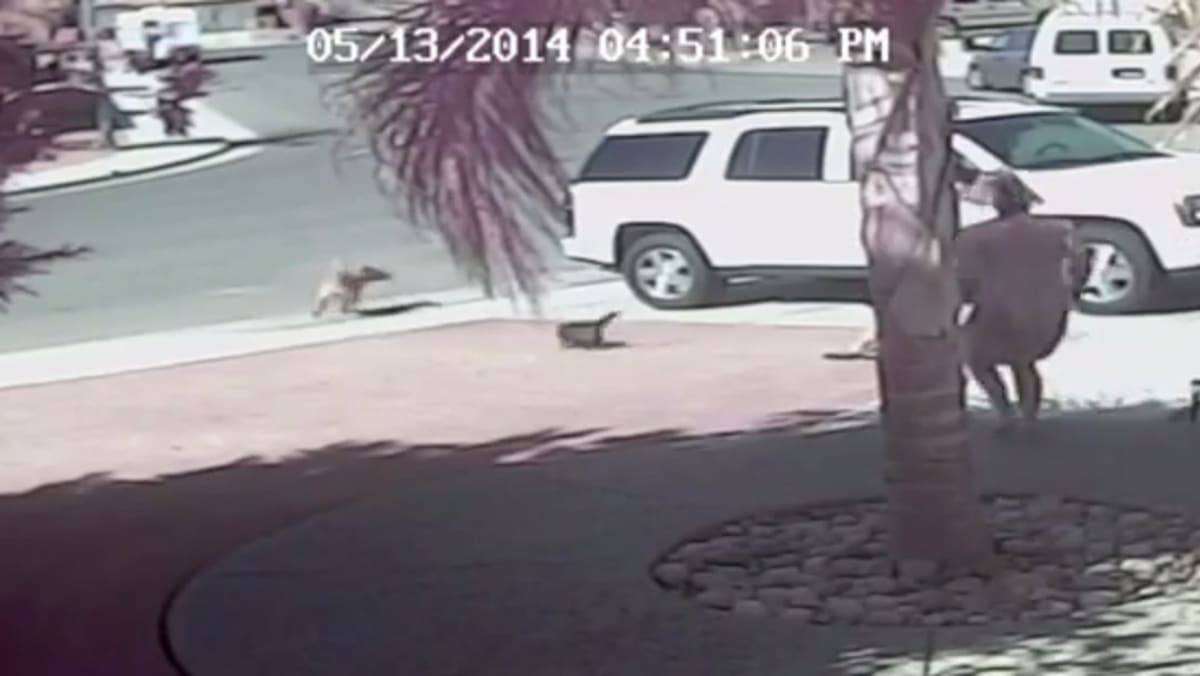 Hero Cat Saves Boy From Dog Attack Today