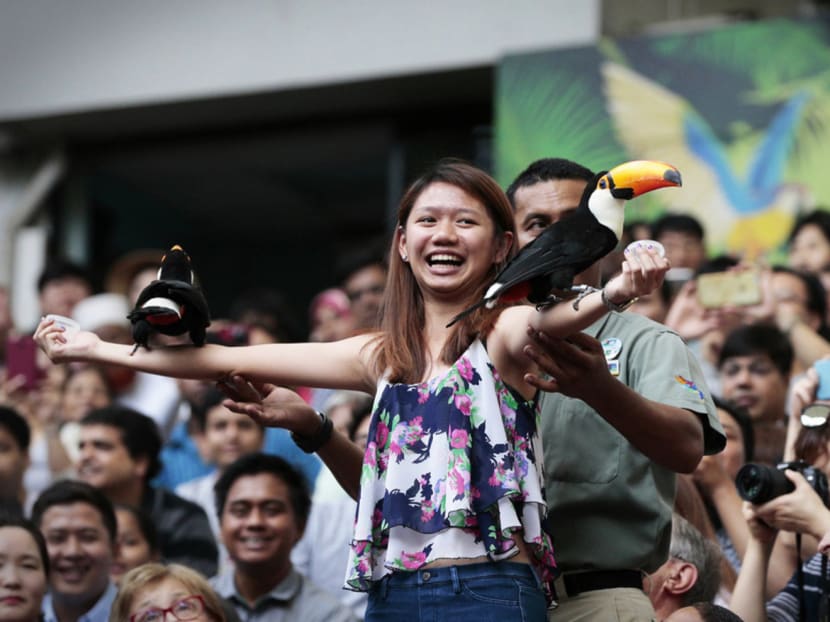 Jurong Bird Park celebrating its 45th anniversary on January 3, 2016, where visitors got 45 per cent discounts and former feathered performers took to the stage again to perform. TODAY file photo