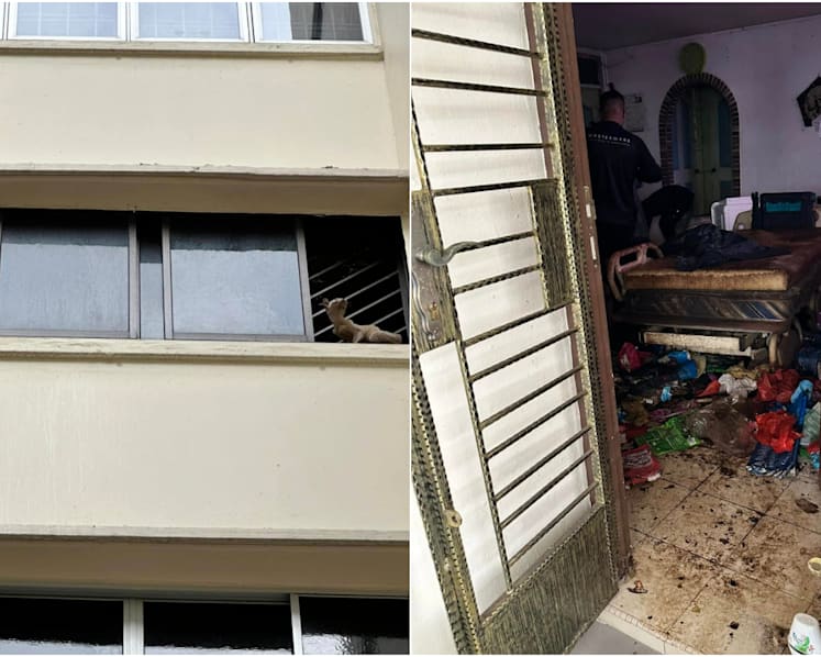 Authorities remove cats from 'severely derelict' flat in Bedok after some seen falling from window