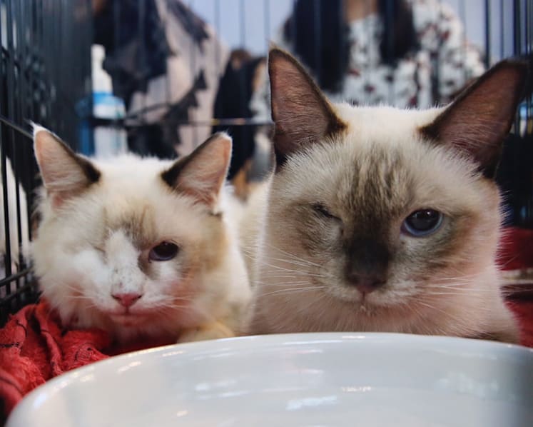 Adoption drive for rescued Siamese cats sees ‘encouraging’ response