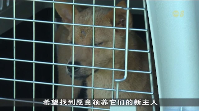 宠物狗遭偷卖宰食引众怒 中国再掀动物权益讨论