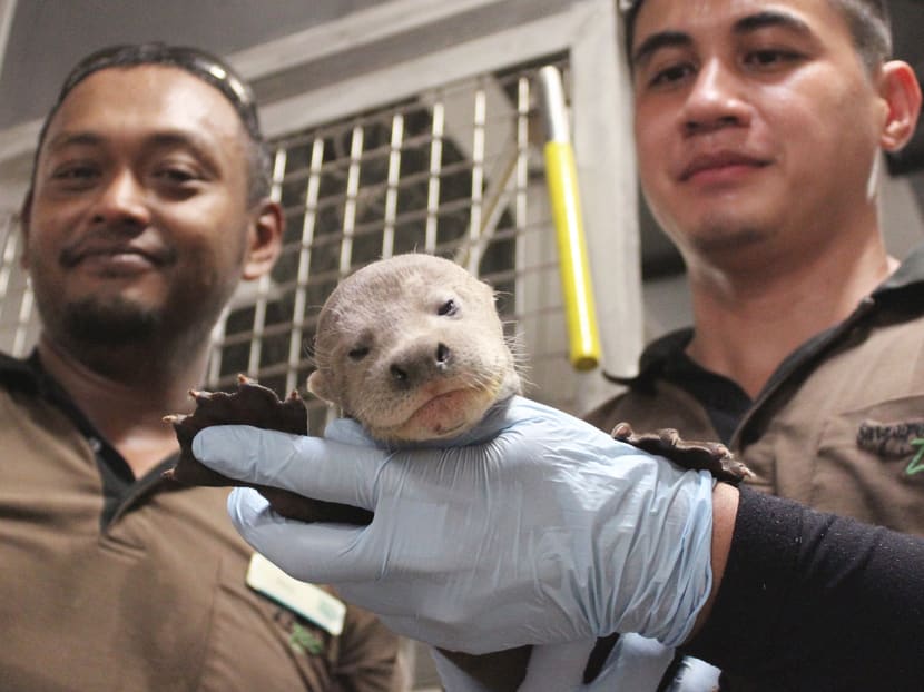 Asia’s first giant river otter baby born at River Safari