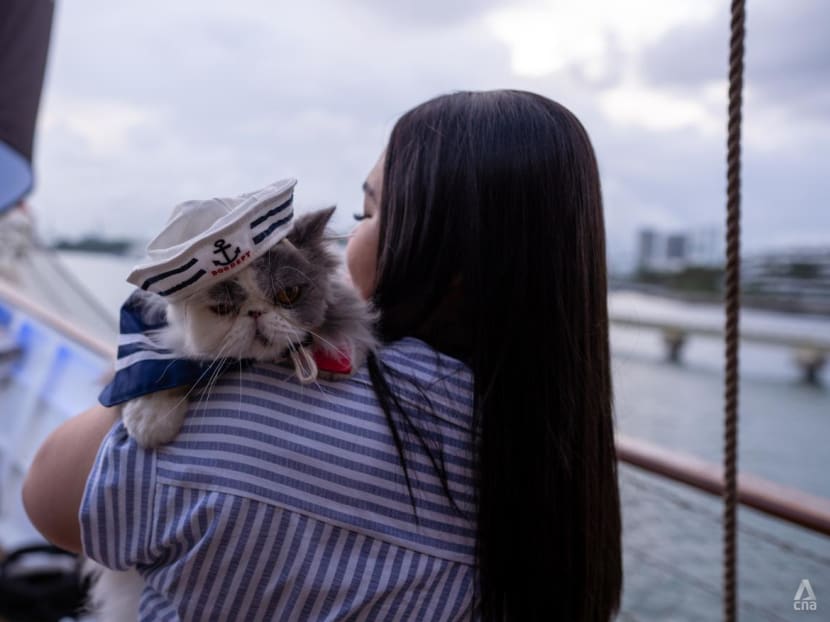  I went on a cat cruise in Singapore and had a 'pawsitively' good time