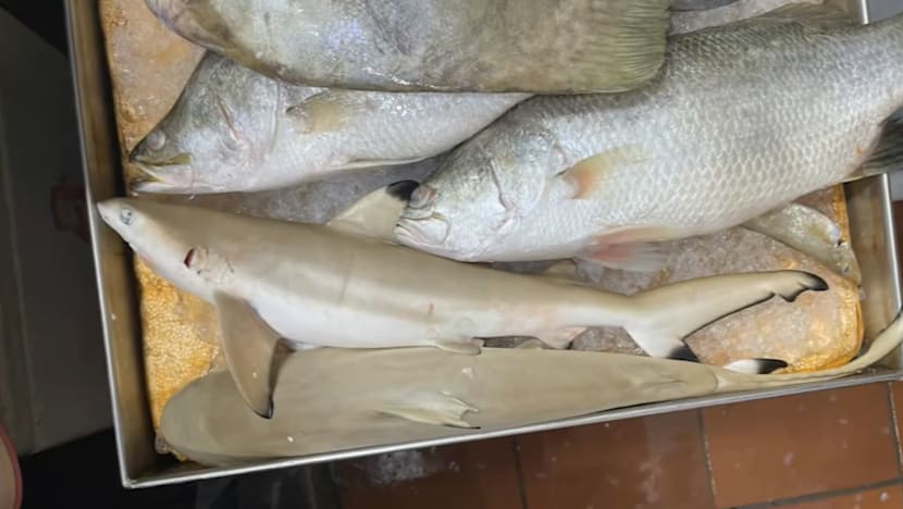 Protected sharks, rays allegedly sold as seafood without permits in Singapore’s markets