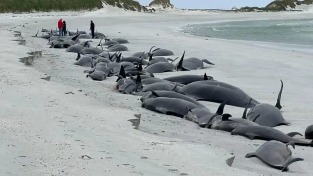 逾70头领航鲸在英国搁浅 大部分已死亡