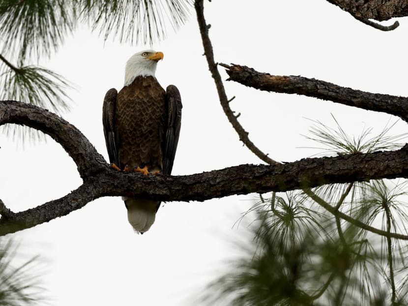 A bald eagle looks on during the second round of the Grant Thornton Invitational at Tiburon Golf Club on Dec 9, 2023 in Naples, Florida.