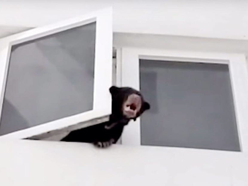 A sun bear poking its head out of a window at a condominium unit in Desa Pandan, Kuala Lumpur.