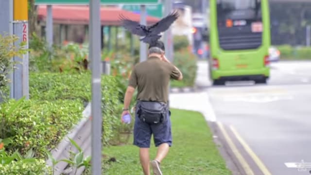 碧山乌鸦袭人事件 专家：人类侵其巢区 或为护幼鸟