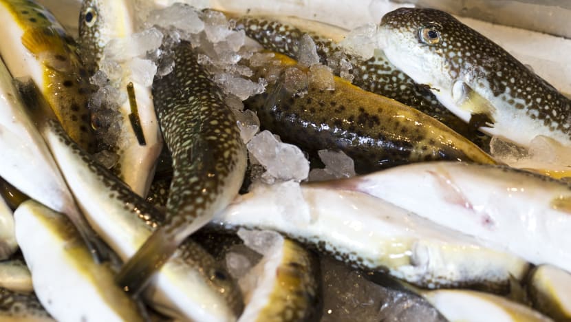 Elderly woman in Johor dies after eating pufferfish, husband in ICU