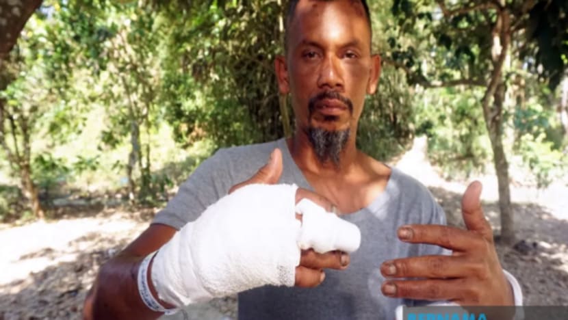 Tiga parah, seorang cedera ringan diserang babi tunggal