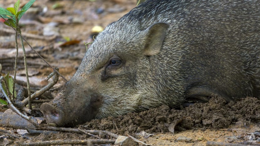 The Climate Conversations: Look beyond fencing and trapping animals to prevent human-wildlife conflict, say experts