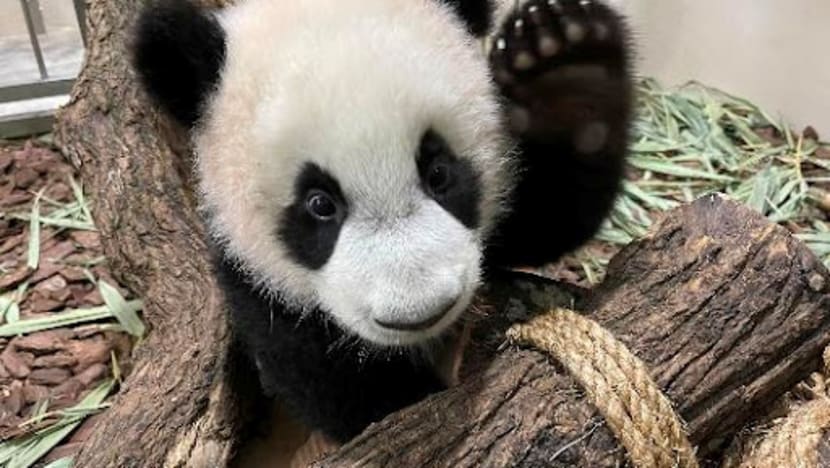 900 newborns across 160 species born at Singapore’s 4 wildlife parks last year