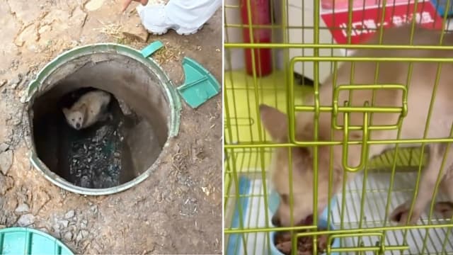 好心人坚持投喂 山东流浪狗被困井底三年后终获救