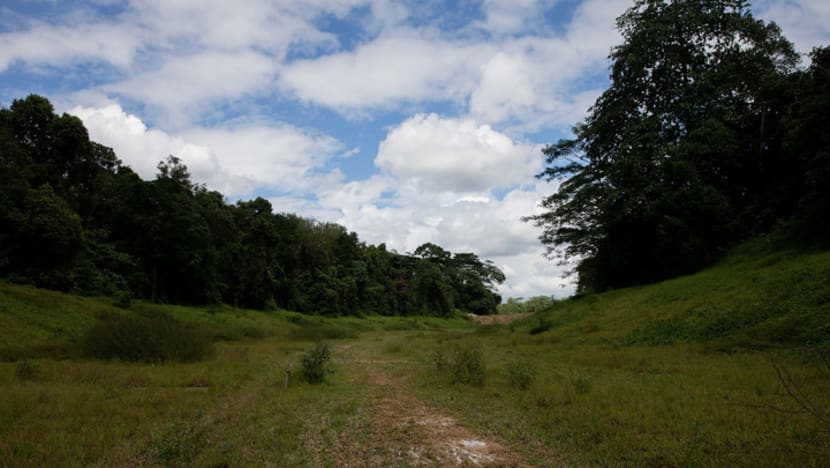 Majority of Singaporeans prioritise environmental protection over economic growth: IPS study