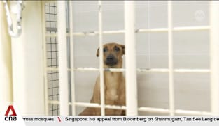 Animal welfare: Shelters welcome new guidelines but flag resource constraints 