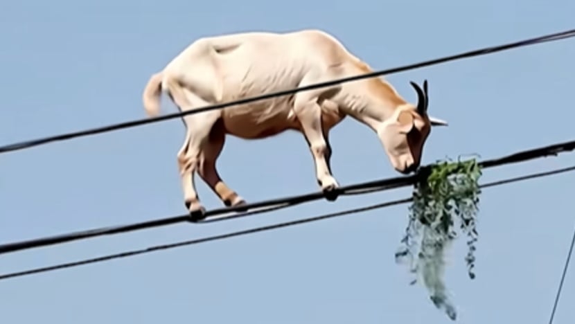 Gambar Pilihan Hari Ini