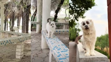 Cat In China Goes Viral For Looking Like An "Optical Illusion" Of A Human Face