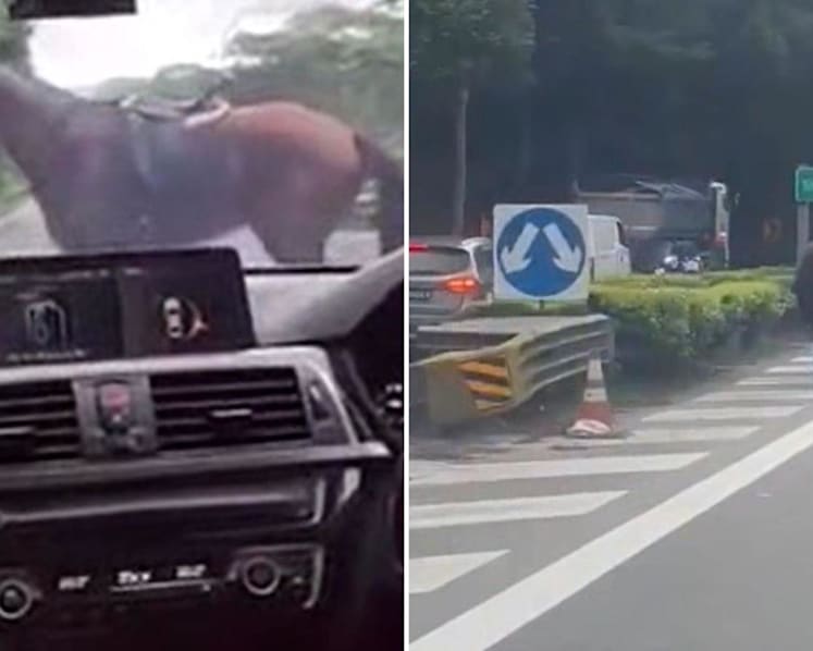 Horse seen galloping on BKE safely returned
