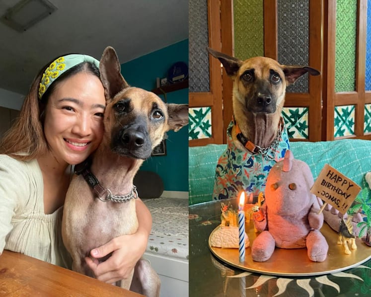 What do Singapore chefs' dogs eat? Organic quinoa, homemade ice cream and three-layer cakes, that's what