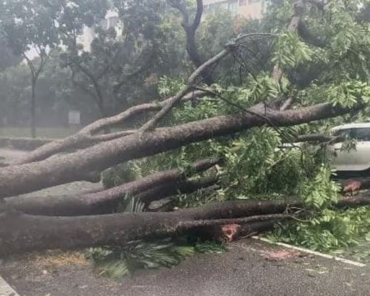CTE tunnel temporarily closed after tree topples near Orchard Road exit