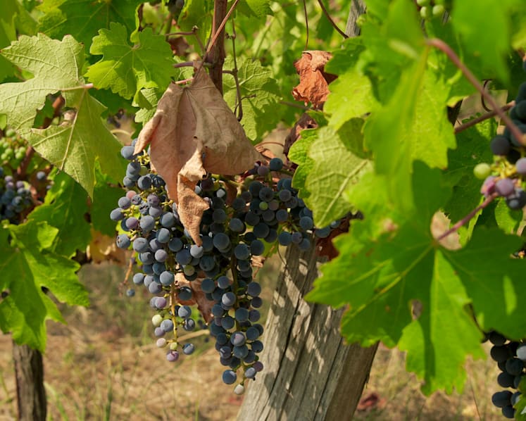 French, Italian winegrowers face earliest ever harvest French, Italian winegrowers face earliest ever harvest