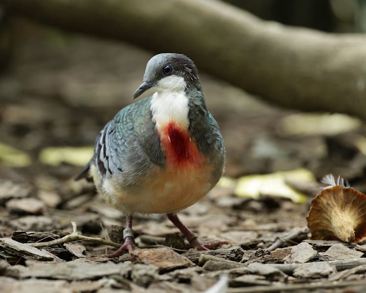 Rare Asian birds at Jurong Bird Park’s Wings of Asia aviary