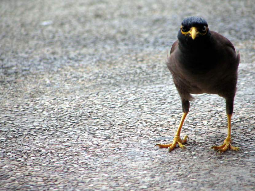 The Agri-food and Veterinary Authority has conducted two trials to test “removal” and “dispersal” methods for mynas. Photo: www.freeimages.com