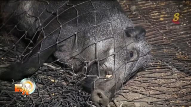 西班牙城市面对野猪泛滥问题 影响当地居民生活
