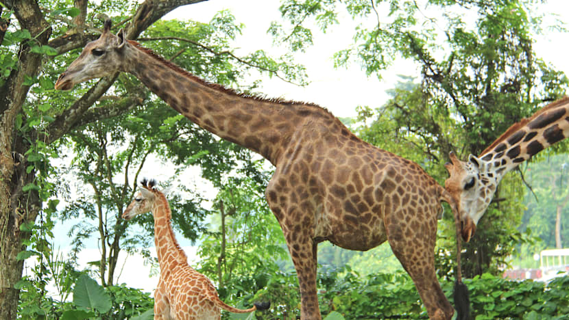 First giraffe calf in 28 years born at Singapore Zoo