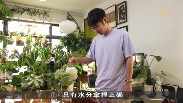 狮城有约 | 生活小学堂：室内植物如何养护？
