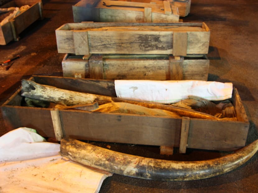 Busted: S$2m worth of ivory seized by Singapore authorities