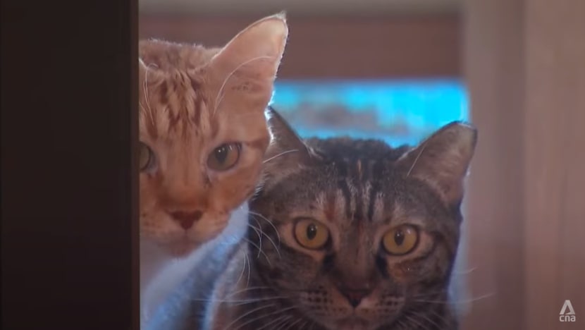 As cat licensing scheme kicks in, some welfare groups fear a rise in abandonment cases As cat licensing scheme kicks in, some welfare groups fear a rise in abandonment cases