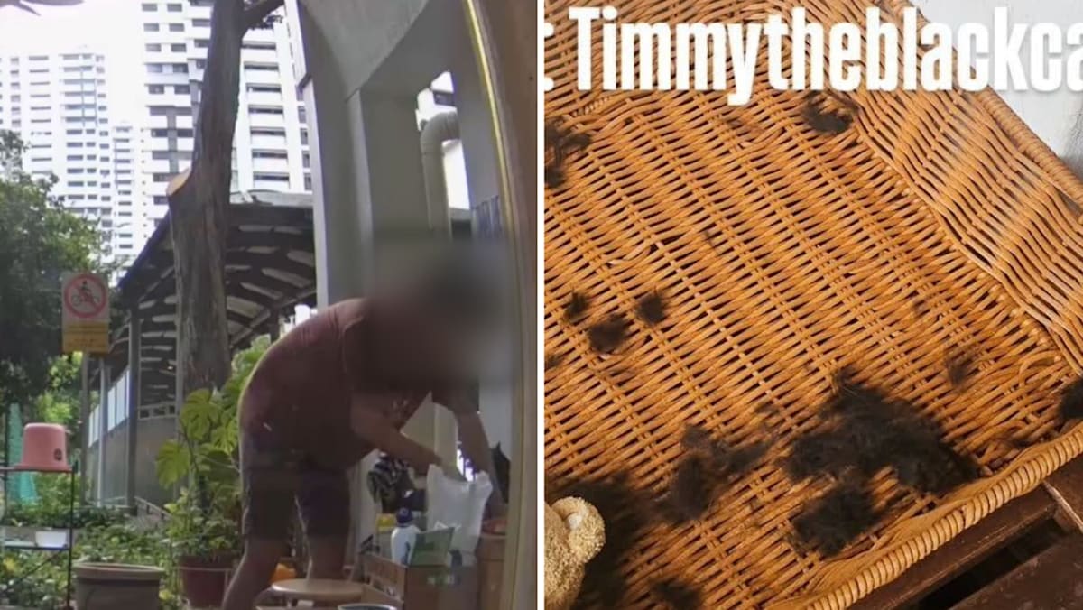 NParks looking into allegations that man cut community cat's fur and whiskers in Everton Park