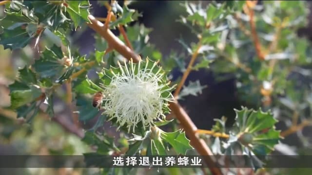 干旱天气影响花卉盛开 澳洲春季蜂蜜产量下降