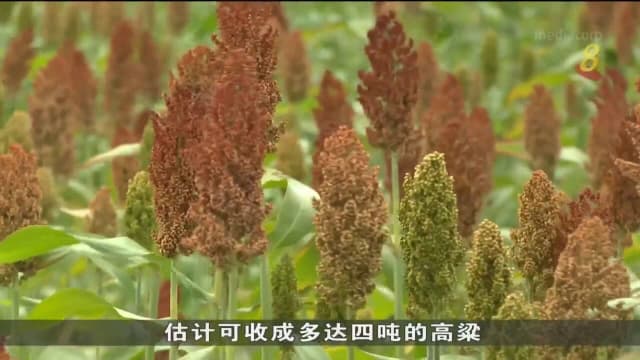 俄乌战事扰乱全球小麦市场