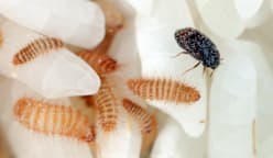 Beetle that threatens Australia's grains industry found in imported nappies