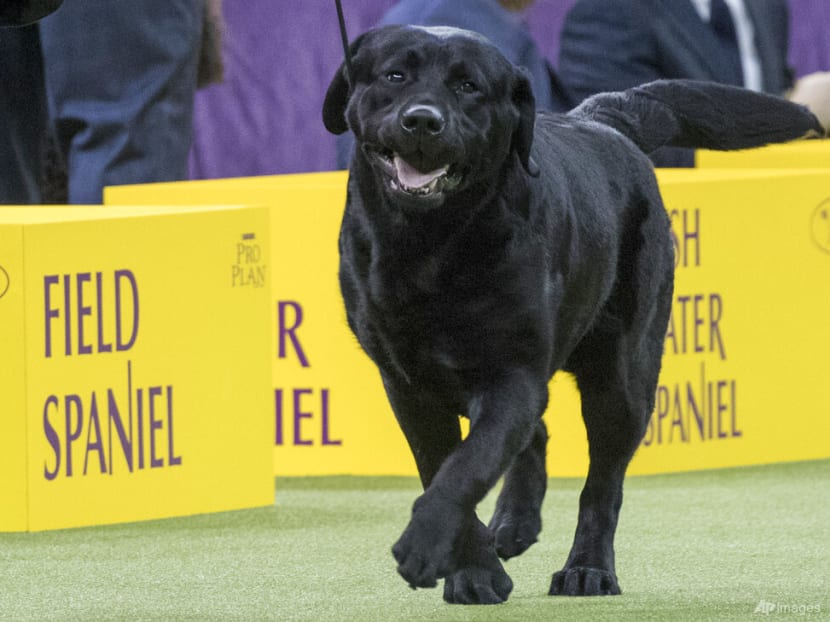 Top dogs: Poodles pop in popularity, but Labs still No 1 breed in US