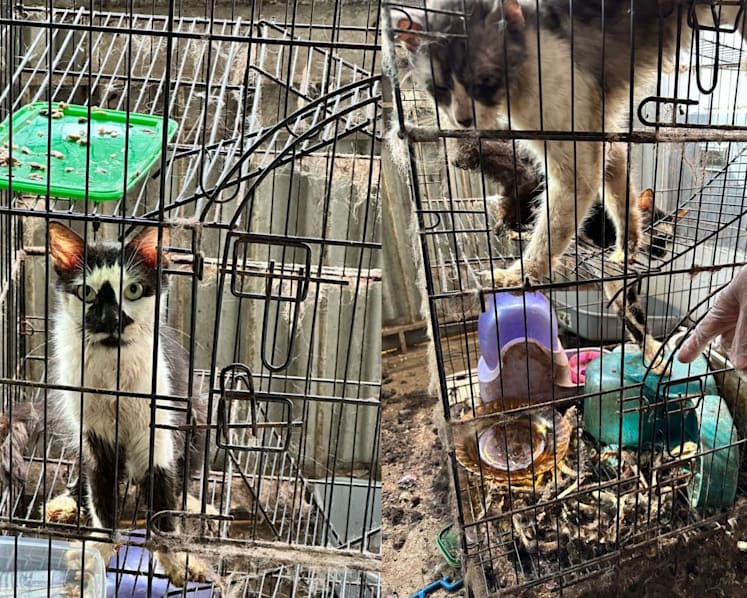Skeletal remains of 3 cats found in rental flat, 2 others rescued from cage