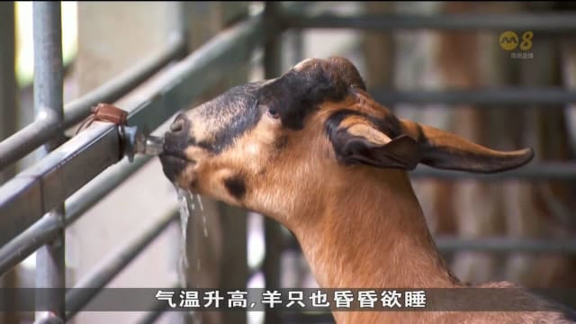 近来炎热天气 影响农场产量