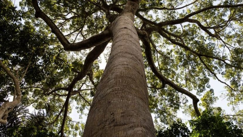 Wanita hamil maut selepas diikat pada pokok, perut dikelar