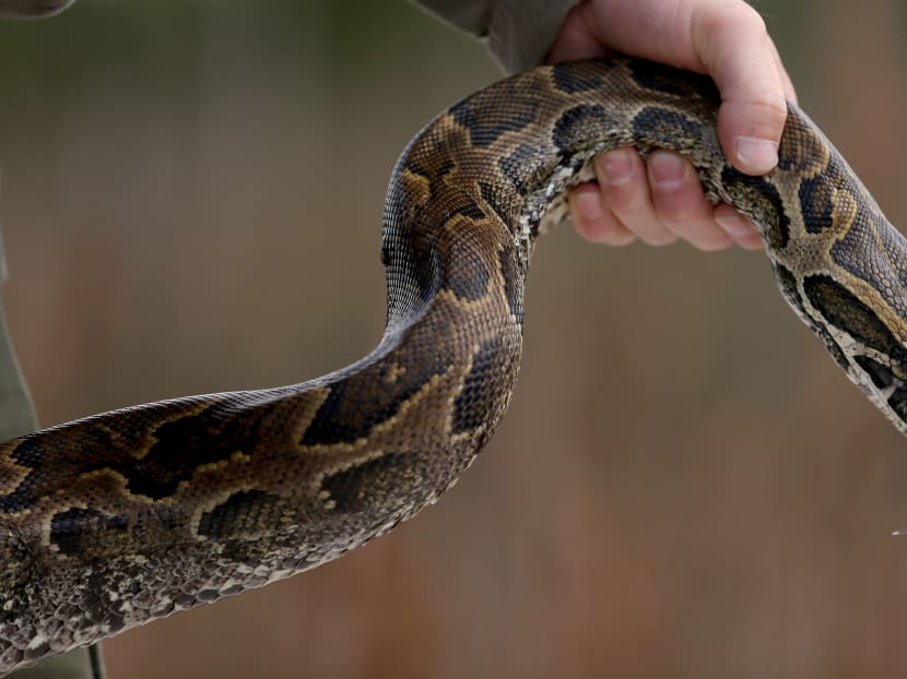 Indonesian man found dead inside giant python - TODAY