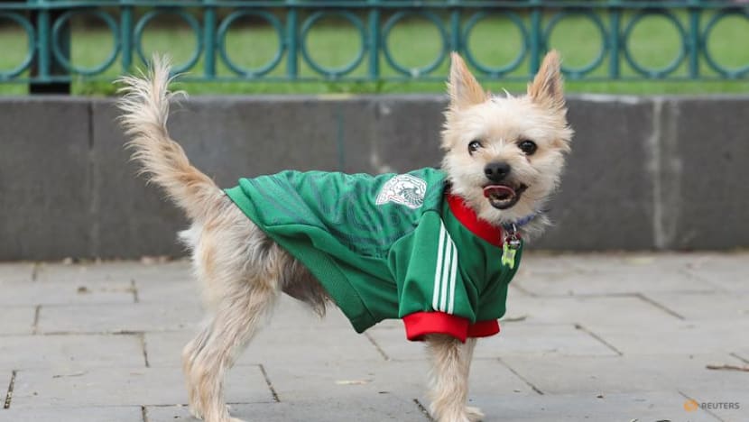 In Mexico, World Cup jerseys fit all shapes, sizes - and species